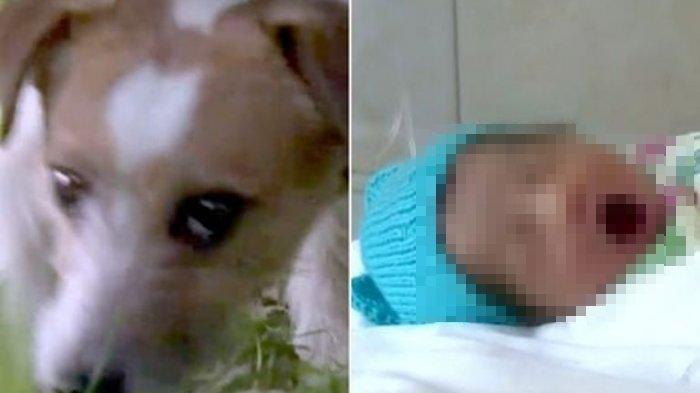 Seekor Anjing Temukan Bayi Baru Lahir yang Dibuang di Semak-semak