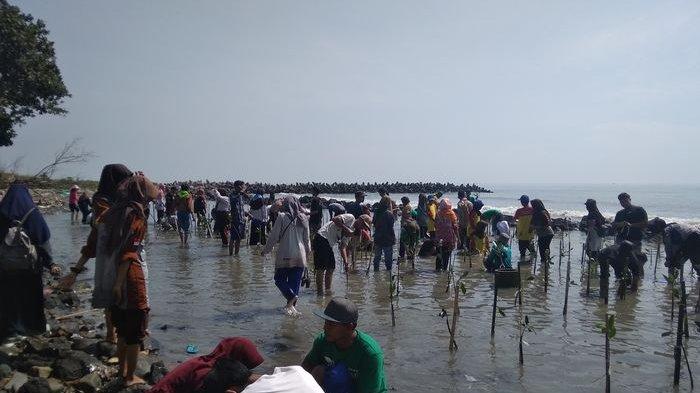 Cegah Abrasi di Perairan Desa Dadap Indramayu, Sanggar Lingkungan Hidup Tanam 1500 Bibit Mangrove