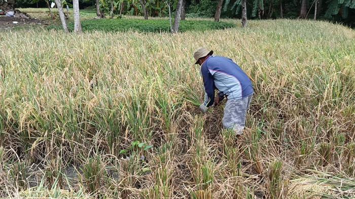 Indonesia Masuk 5 Besar Negara Boros Pangan, Pemkab Cirebon Gerak Cepat Kampanyekan Hemat Pangan