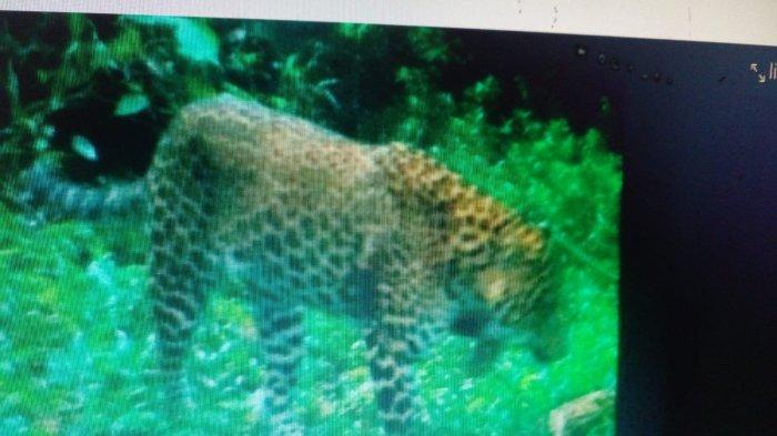 'Si Abah' Macan Tutul Penguasa Gunung Sawal Ciamis Ditemukan Tinggal Tulang, Ini Diduga Penyebabnya