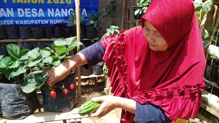 Warga Desa Nangka Kuningan Tanam Sayur di Pekarangan Rumah demi Dukung Program Ketahanan Pangan