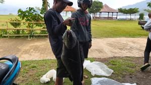 Ikan-Toman-Berukuran-12-kg-berhasil-ditangkap-petani-Ikan-Japung-Waduk-Darma-KuninganV.jpg