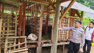 Kemalingan-Sapi.jpg