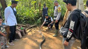 Ocang-73-tahun-seorang-petani-tewasS.jpg