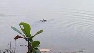 Penampakan-Buaya-Situ-Habibi-Sukabumi.jpg