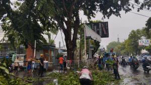 Pohon-Tumbang-Kesambi-Cirebon.jpg
