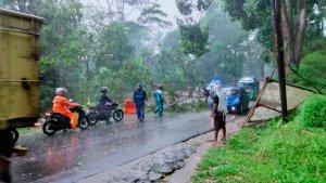 Pohon-Tumbang-Pemotor-Tewas.jpg