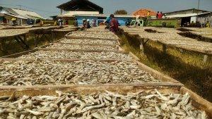 Potret-penjemuran-ikan-asin-yang-berada-di-Desa-Gebang-Mekarbgt.jpg