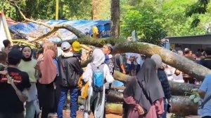 Sebuah-pohon-besar-tumbang-di-Kebun-Binatang-BandungS.jpg