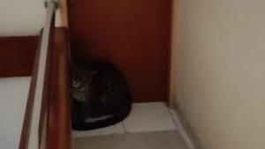 Seekor-macan-dilaporkan-masuk-ke-dalam-bangunan-hotel-Anugerah-yang-beradaF.jpg