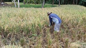 Suasana-sawah-di-Desa-KedongdongSS.jpg