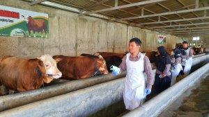 Tim-DKP3-Kabupaten-Majalengka-saat-memeriksa-kesehatan-hewan-kurbann.jpg