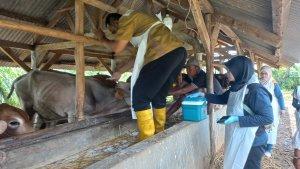 Vaksin-Sapi-Kubang.jpg