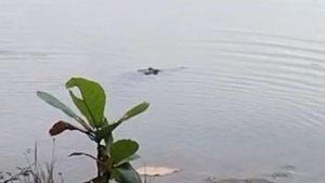 buaya-di-situ-habibi-sukabumi-surade.jpg
