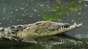 buaya-ganas.jpg