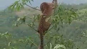 macan-tutul-heboh-di-kuningan.jpg