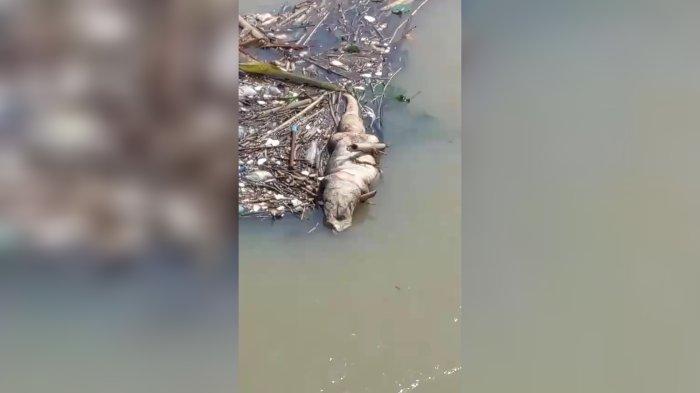 Geger Bangkai Diduga Buaya Berukuran Besar di Pintu Air Bojongsari Indramayu, Ini Kata Warga