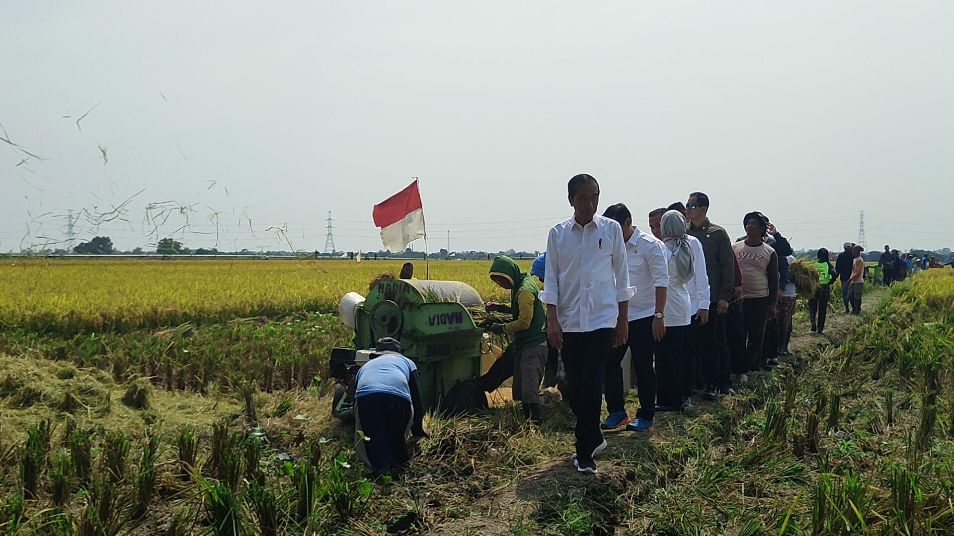 Jokowi-saat-panen-raya-di-Desa-Karanglayung-Kecamatan-Sukra-Indramayuert.jpg