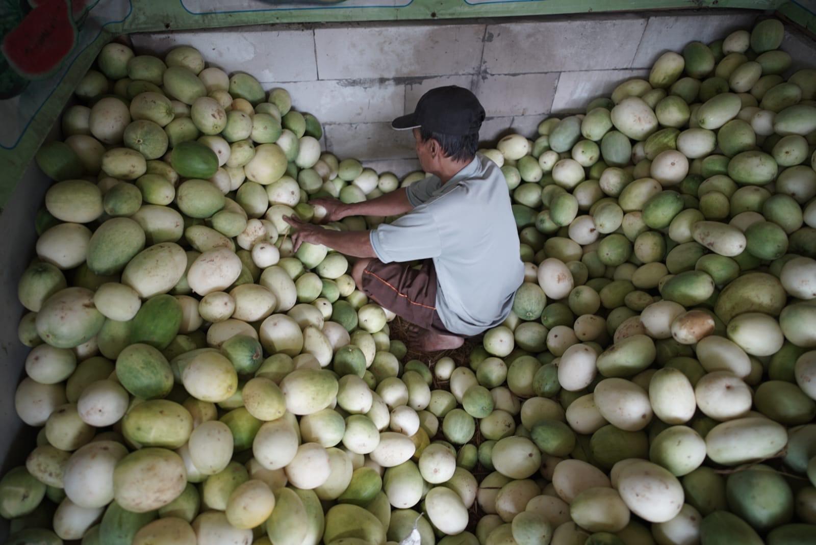 Sumar Bisa Jual Timur Suri Hingga 2 Kwintal Sehari, Dapat Rp 1,6 Juta Dalam Satu Hari