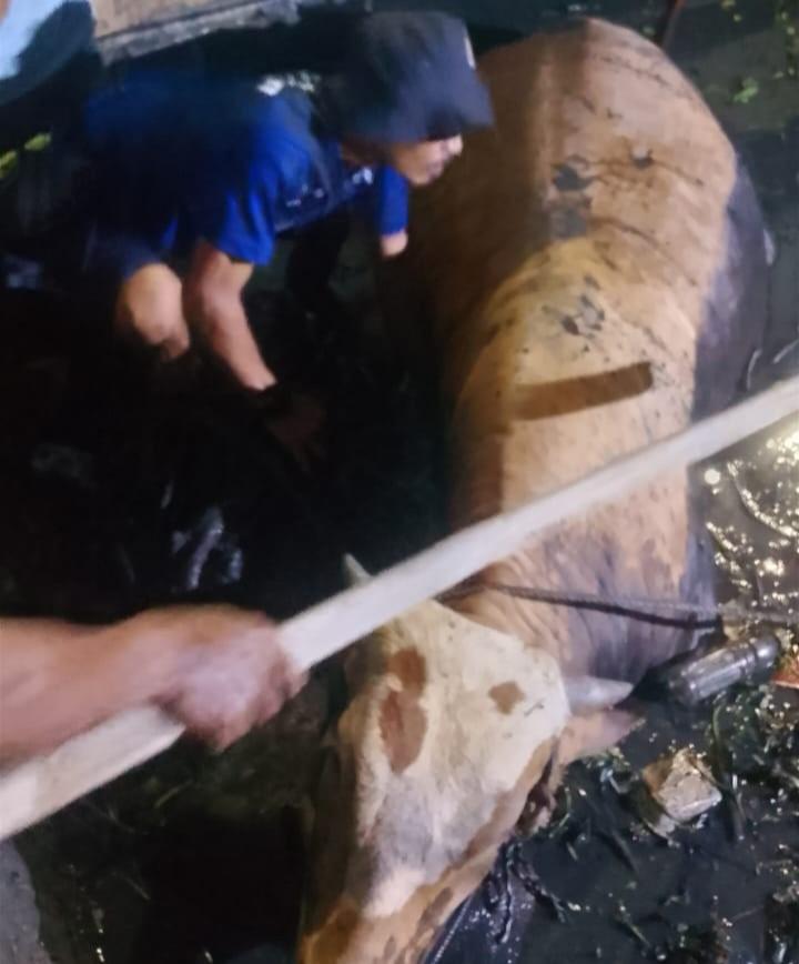 Petugas-Damkar-Indramayu-saat-mengevakuasi-sapi-kurban-yang-terperosok-ke-sungai-di-depanD.jpg
