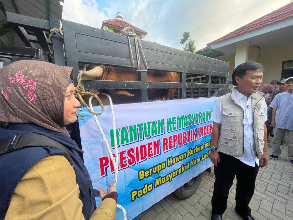 Wali-Kota-Cirebon-Effendi-Edo-saat-meninjau-sapi-jumboo.jpg