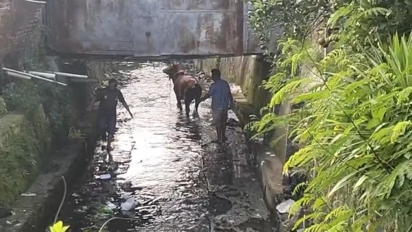 Warga-mengejar-sapi-yang-lepas-saat-akan-disembelih-di-Kampung-Sukarasa.jpg