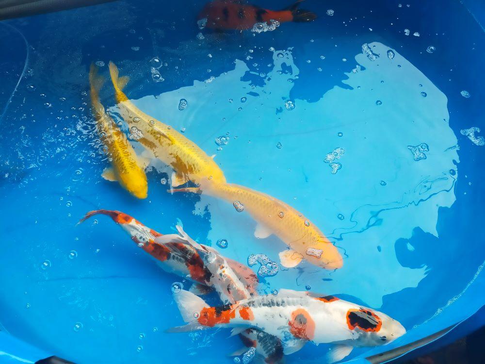 kan-Koi-harga-fantastis-yang-akanS.jpg