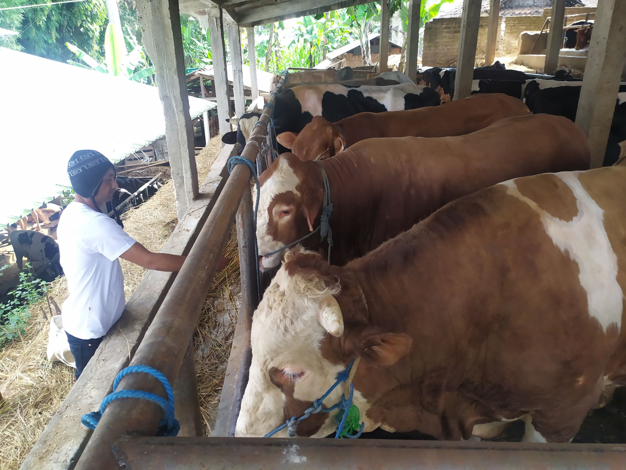 sapi-kurban-di-lembang.jpg