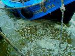 Air-Laut-di-Pantai-Balongan-Indah-Indramayu-Mendadak-Berubah-Hijau-dan-Berbuih.jpg