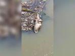 Geger Bangkai Diduga Buaya Berukuran Besar di Pintu Air Bojongsari Indramayu, Ini Kata Warga