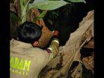 Evakuasi-sarang-tawon-Damkar-Indramayu-22072023.jpg