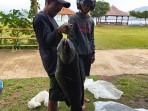 Ikan-Toman-Berukuran-12-kg-berhasil-ditangkap-petani-Ikan-Japung-Waduk-Darma-KuninganV.jpg
