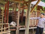Kemalingan-Sapi.jpg