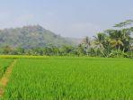 Kondisi-terkini-pasca-kebakaran-gunung-Rangagading-Gegerbitung-Kabupaten-Sukabumiv.jpg