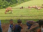 Mini-Ranch-Sapi-Pasundan-yang-lokasinya-berada-di-Desa-Cibeureumss.jpg