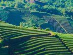 Objek-Wisata-Terasering-Panyaweuyan-Majalengka-saat-ini-sepenuhnyaa.jpg