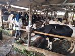 Peternak-sapi-perah-di-Kecamatan-Cigugur-Kuningann.jpg