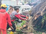 Petugas-gabungan-tengah-memotong-pohon-berukuran-besar-yang-tumbang-berlokasiS.jpg