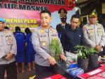 Polisi-saat-menunjukan-pohon-ganja-yang-ditanam-pria-berinisial-IH-menggunakan-polybag-dan-pott.jpg