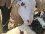 Salah-satu-ekor-kambing-yang-dijuals.jpg