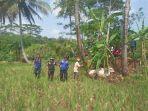 Sapi-Kurban-Kabur-Kuningan.jpg