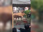 Sapi-Ngamuk-Balongan.jpg