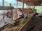 Sejumlah-sapi-yang-dijual-Suhridv.jpg