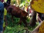 Suasana-saat-sapi-kurban-di-Legokjawa-Kecamatan-Cimerak-Kabupatens.jpg