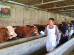 Tim-DKP3-Kabupaten-Majalengka-saat-memeriksa-kesehatan-hewan-kurbann.jpg