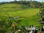View-hamparan-sawah-di-Desa-Bantaragungh.jpg