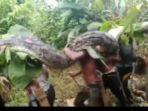 Viral-Warga-Muna-Barat-Tangkap-Ular-Piton-Raksasaa.jpg