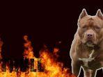 anjing-jenis-pitbull.jpg
