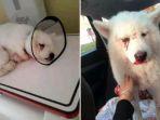 anjing-samoyed.jpg