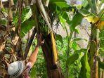 buah-pisang-tumbuh-di-tengah-batang-pohonnya.jpg